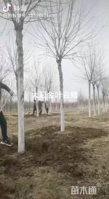 12公分金叶白蜡