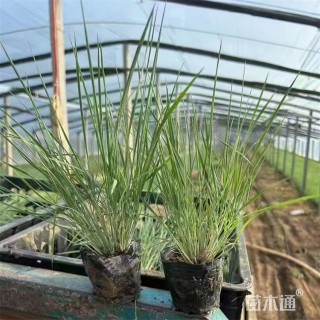 高度18厘米坡地毛冠草