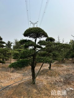 移栽苗造型罗汉松