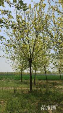 20公分金叶复叶槭