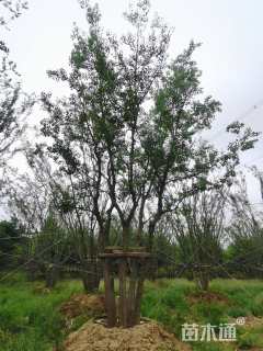 100公分(5杆)丛生乌桕