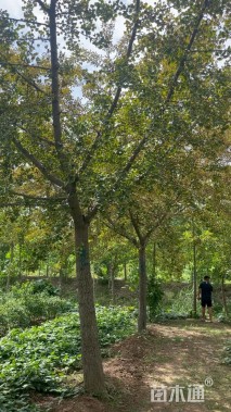 16公分嫁接银杏