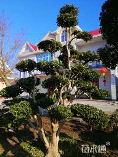 高度280厘米黄杨