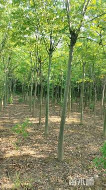 10公分黄山栾树