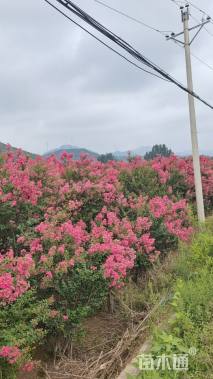高度400厘米丛生紫薇