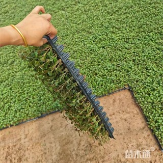 高度5厘米五色苋