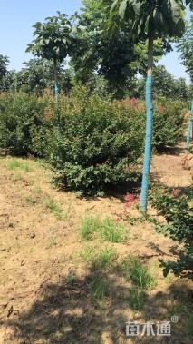 高度180厘米丛生紫薇