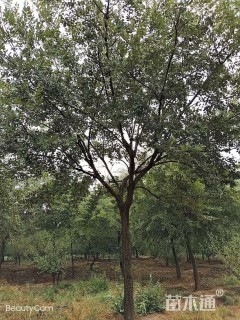 30公分朴树