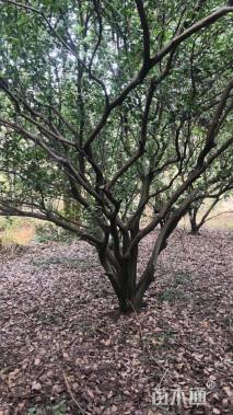 高度400厘米砂糖桔苗