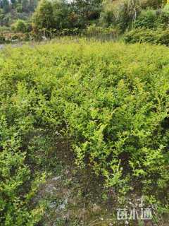 高度100厘米矮紫薇小苗