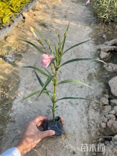 高度30厘米翠芦莉