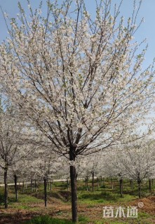 21公分染井吉野樱