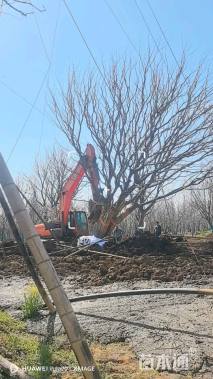 100公分丛生朴树