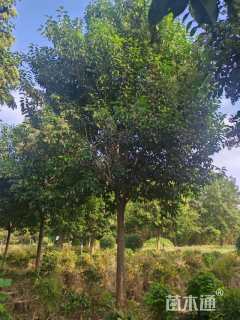 13公分大叶女贞