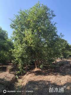 65公分(4杆)丛生乌桕