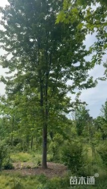 25公分美国红枫