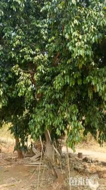 细叶蓉自己种的想卖