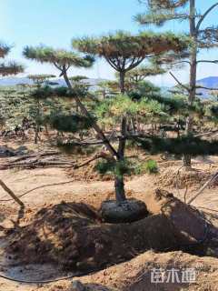 18公分造型油松