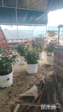 高度55厘米月季