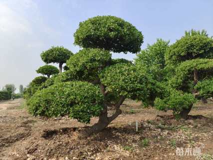 20公分造型卫矛