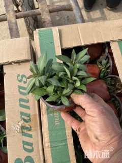 高度10厘米宿根福禄考