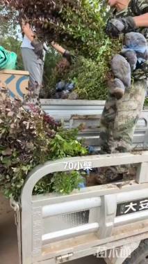 高度40厘米豪猪刺