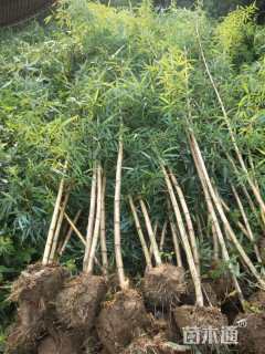 地栽苗黄秆乌哺鸡竹