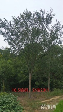 18公分榆树