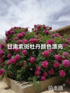 高度250厘米紫斑牡丹