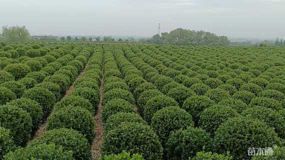 冠幅100厘米大叶黄杨球