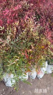 高度80厘米南天竹