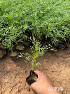 高度20厘米波斯菊