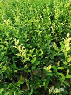 主蔓长40厘米小叶扶芳藤