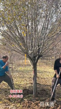 15公分绚丽海棠