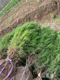 高度150厘米河南桧