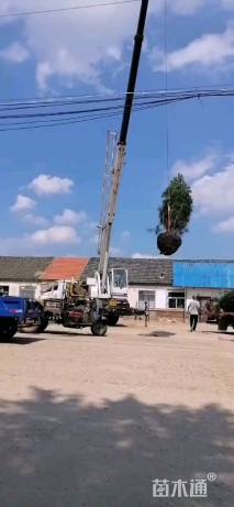 高度300厘米白皮松