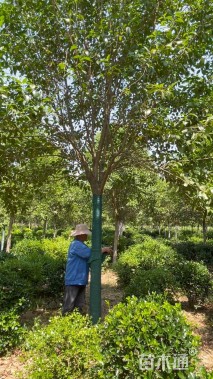 12公分大叶女贞