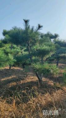 10公分造型黑松