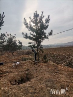 高度420厘米黑松