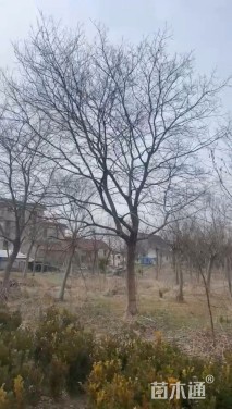 24公分朴树