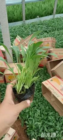 高度15厘米金鸡菊