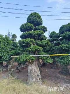 50公分造型小叶榕