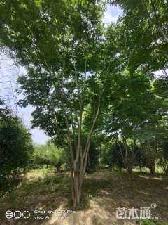 45公分(3杆)丛生栾树