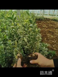 高度31厘米金边黄杨