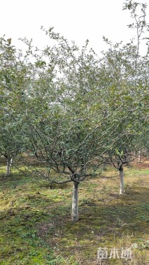 12公分垂丝海棠