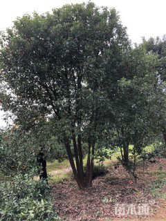 30公分丛生香樟