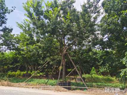 60公分(5杆)丛生朴树