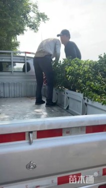 高度300厘米丛生木槿