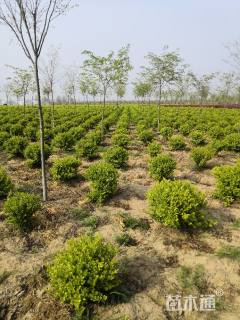 冠幅70厘米金叶女贞球