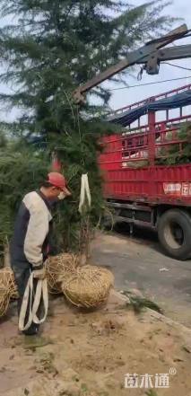 高度550厘米雪松